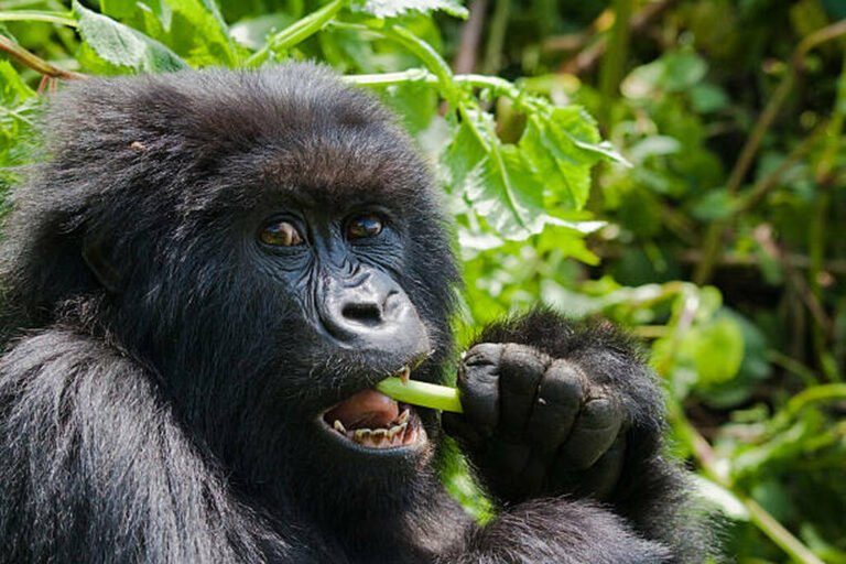 Mountain gorilla family in mist