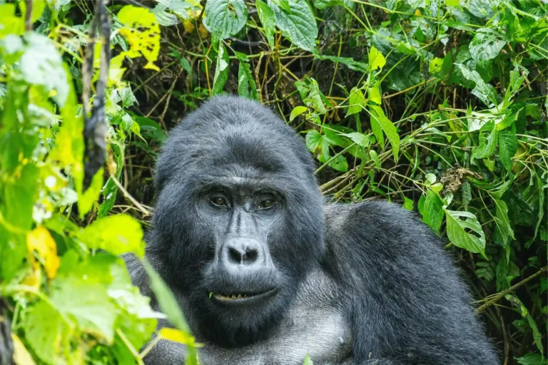 Gorilla trekking in forest