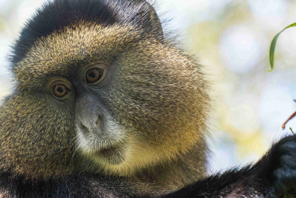 Golden Monkey Tracking in Rwanda